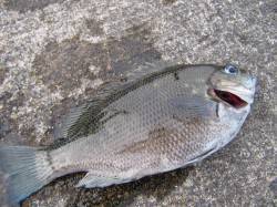 赤崎　胴突でガシラ・アコウなど、昼過ぎにア…